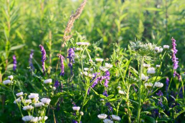 Çayırda çiçekler 