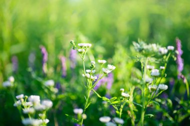 Çayırda çiçekler 