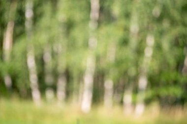 ufuk yaz orman manzara 