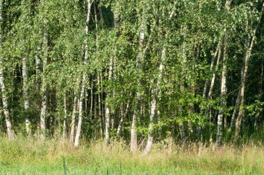 ufuk yaz orman manzara 