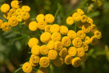 çayır seçici odak içinde sarı kır çiçekleri 