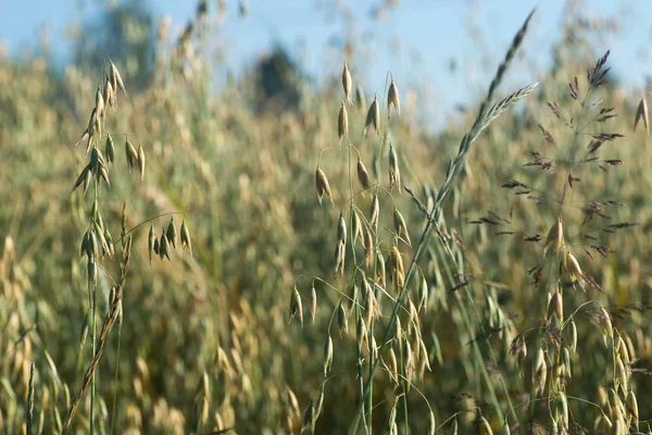 Yulaf alan seçici odak içinde kulaklar 