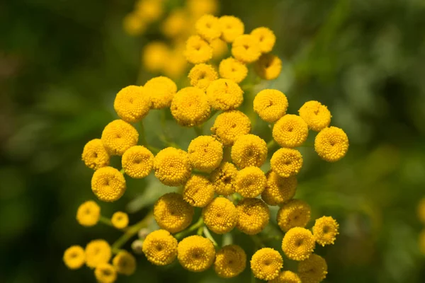 çayır seçici odak içinde sarı kır çiçekleri 