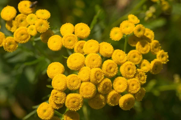 çayır seçici odak içinde sarı kır çiçekleri 
