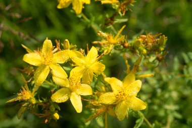 St John's wort seçici odak çiçekler