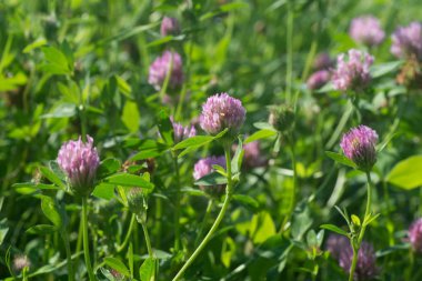 Kırmızı yonca çiçek seçici odak