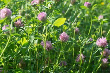 Kırmızı yonca çiçek seçici odak