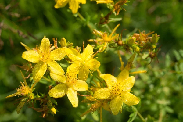 St John's wort seçici odak çiçekler