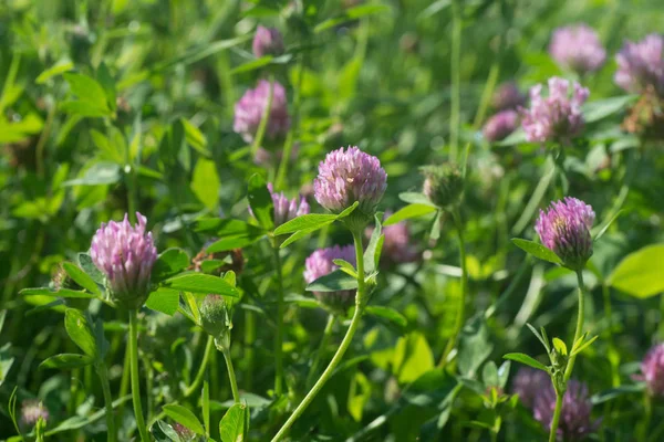 Kırmızı yonca çiçek seçici odak