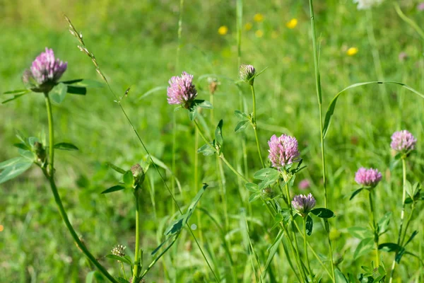 Kırmızı yonca çiçek seçici odak