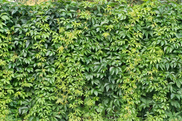 Background of green leaves — Stock Photo, Image