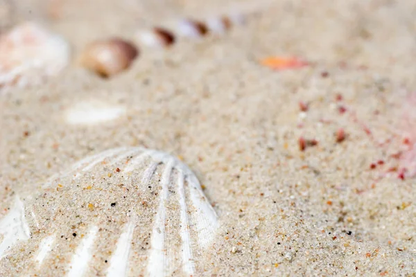 Seahells v písku — Stock fotografie
