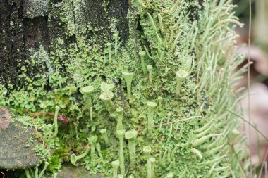 ağaç gövdesi üzerinde makro liken