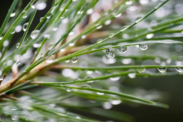소나무 잎에 물 방울 — 스톡 사진