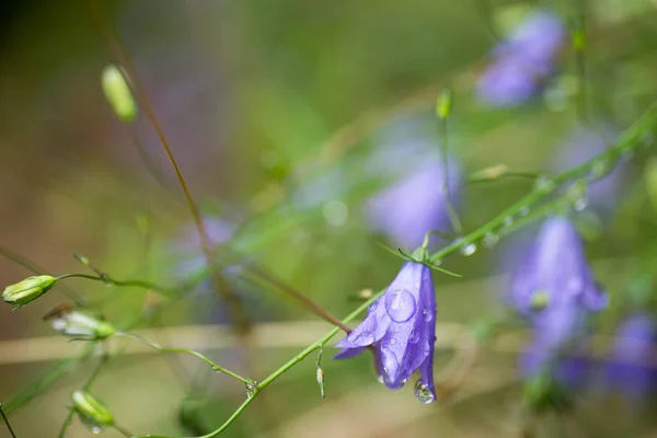 Violeta bellflower macro foco seletivo — Fotografia de Stock