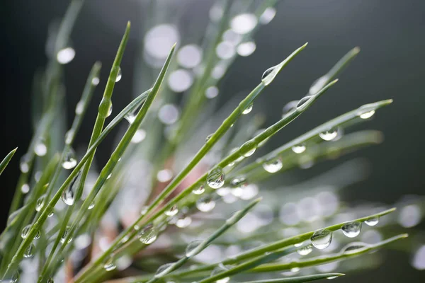 Water drops on pine needles — Stock Photo, Image