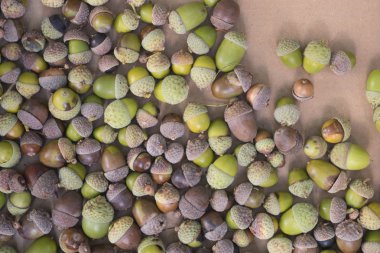 kahverengi kağıt üzerine düşen meşe palamutları 