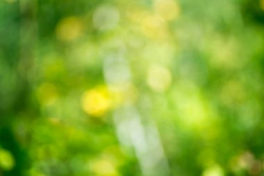 Bulanık doğa yeşil arkaplan 