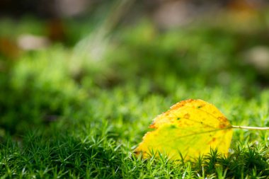 moss makro seçici odak Sarı huş ağacı yaprak 