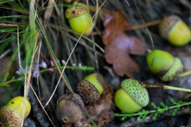 Orman makroda düşen meşe palamutları 