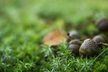 Orman makroda düşen meşe palamutları 