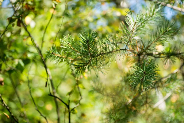 Tree branch in forest selective focus — Stock Photo, Image