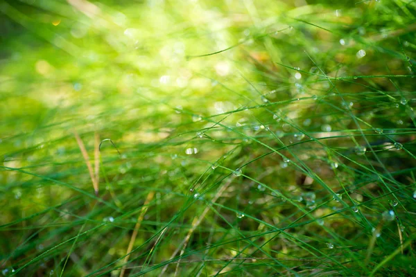 Водяной капельницы на травяной макроселективный фокус — стоковое фото