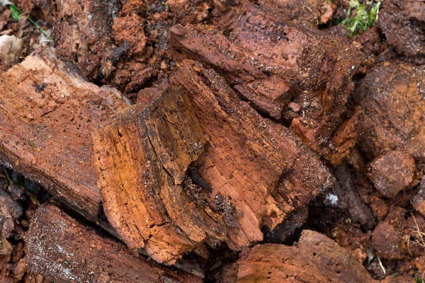 Rotten wood in forest closeup — Stock Photo, Image