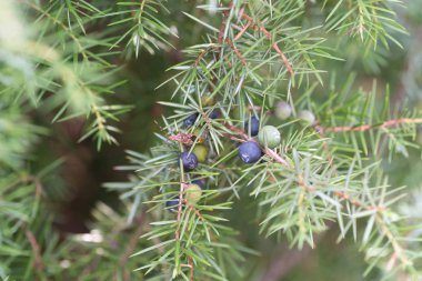 Ardıç meyveleri dalı