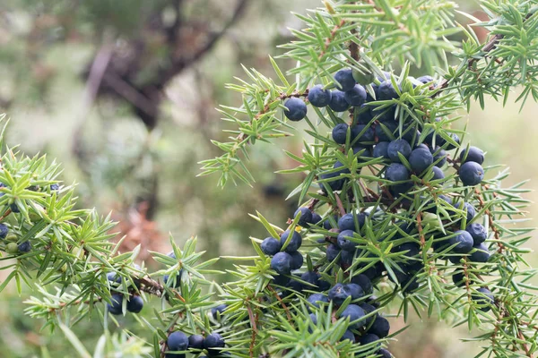 Αρκεύθου μούρα σε κλαδί — Φωτογραφία Αρχείου