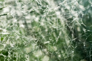 makro seçici odak SpiderWeb çiy ile damla 