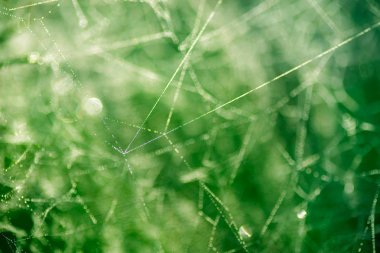 makro seçici odak SpiderWeb çiy ile damla 