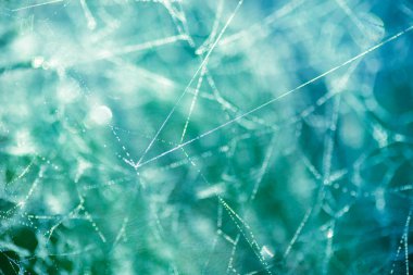 makro seçici odak SpiderWeb çiy ile damla 