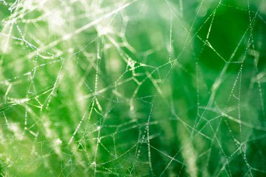 makro seçici odak SpiderWeb çiy ile damla 