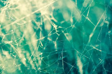 makro seçici odak SpiderWeb çiy ile damla 