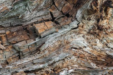 Ormandaki eski çürümüş ahşap 