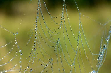 makro seçici odak SpiderWeb çiy ile damla 