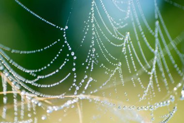 makro seçici odak SpiderWeb çiy ile damla 