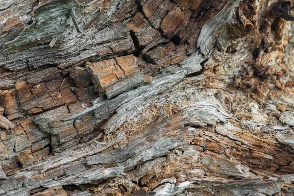 Ormandaki eski çürümüş ahşap 