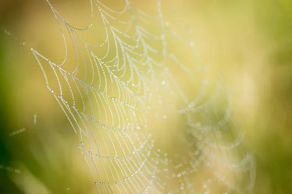 Spinnennetz mit Taupropfen Makroselektiver Fokus — Stockfoto