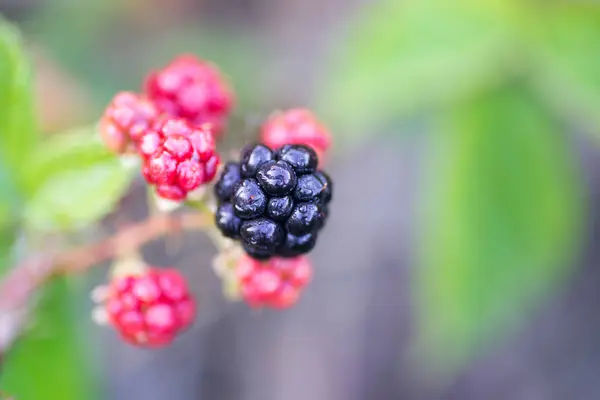 Wild blackberries in forest closeup — Stock Photo, Image