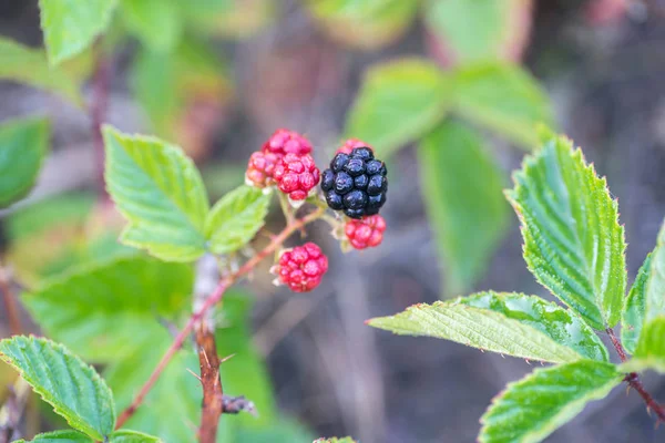 Wild blackberries in forest closeup — Stock Photo, Image