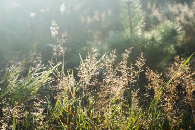 su dropd çim bıçaklar makro seçici odak üzerinde