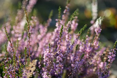 menekşe heather closeup seçici odak çiçekler