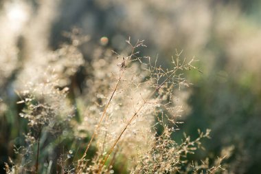 su dropd çim bıçaklar makro seçici odak üzerinde