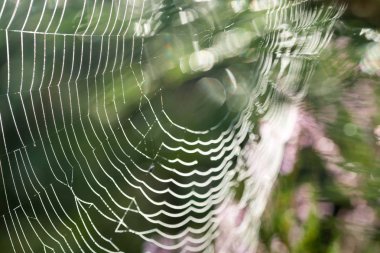 makro seçici odak SpiderWeb çiy ile damla 