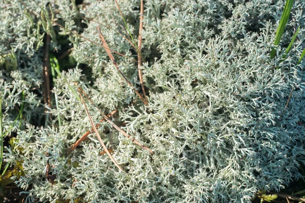 Лишайниками cladonia крупним планом — стокове фото