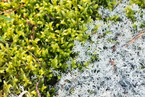 Lišejníky cladonia a perličkového closeup — Stock fotografie