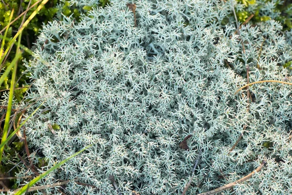 Lichen cladonia portre — Stok fotoğraf