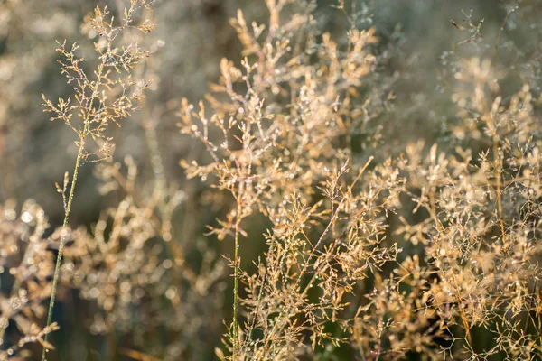 Dropd d'acqua su erba lame macro fuoco selettivo — Foto Stock